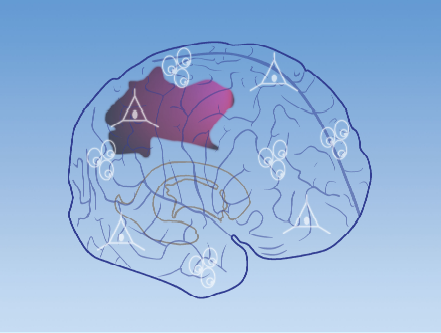 Brain